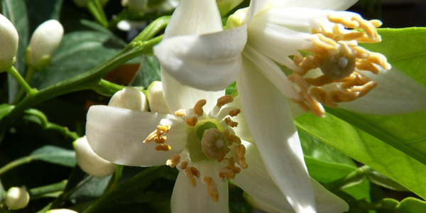 Nabeul fête  les Journées d’eau des fleurs d’oranger du 30 avril au 1er mai 