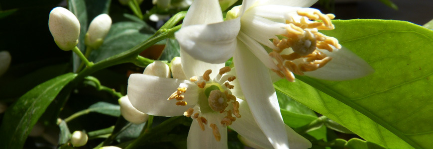 Nabeul fête  les Journées d’eau des fleurs d’oranger du 30 avril au 1er mai 